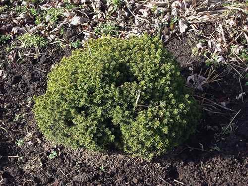 I have had this plant growing in this spot for over 3 years (as of 2001). It started as a 6-8
