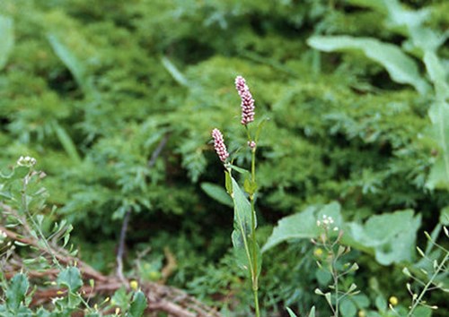 Pennsylvania Smartweed (Polygonum pensylvanicum)
A picture of the globular flowers in a tightly packed spike.