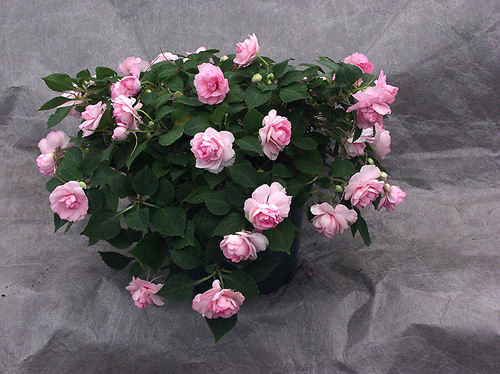 A 6" pot full of "Pink" Tioga double Impatiens.