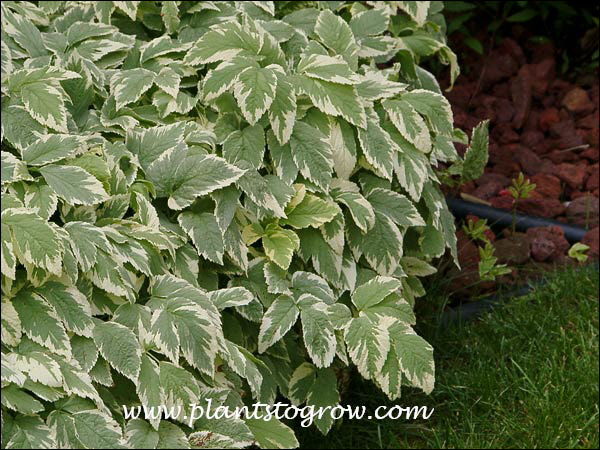 Goutweed (Aegopodium podagraria variegatum) | Plants To Grow Plants  Database by Paul S. Drobot