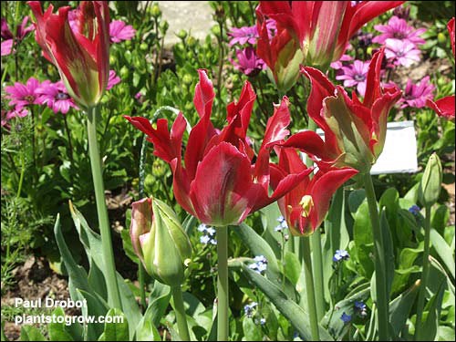 Tulip Pimpernel