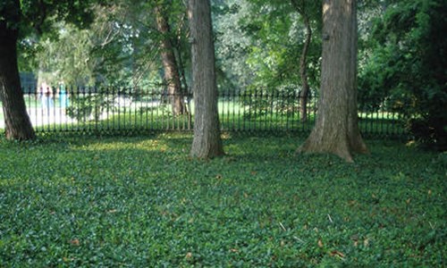 In this planting the Euonymus are pruned with a specially designed mower.