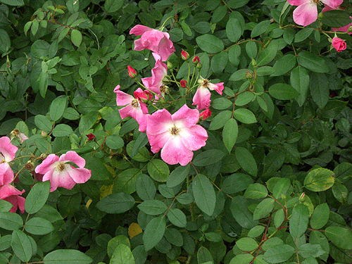 This pictures was taken in late October.  The flowers seem to be a little deeper pink than in the summer.