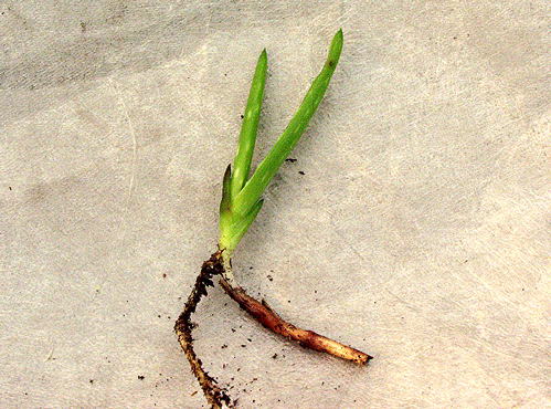 A small division taken from a larger pot. This will quickly root in any well drained growing media.
