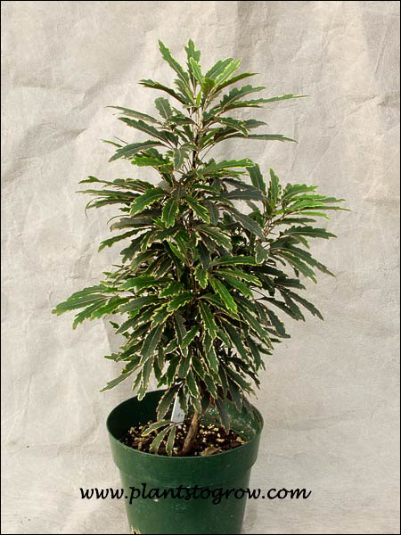 tropical | Plants To Grow Plants Database by Paul S. Drobot