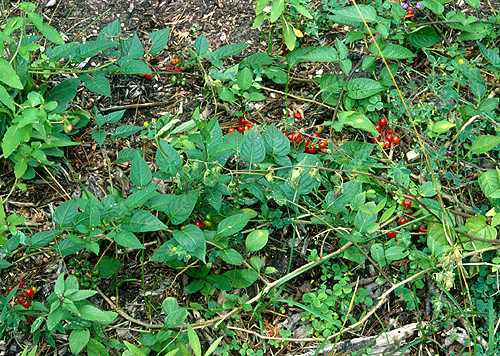 A plant loaded with berries.  The stem is a weak vine and is often found laying on the ground.