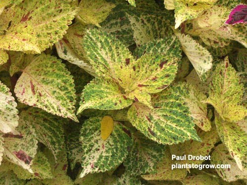 Coleus 