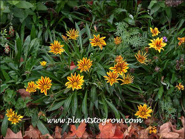 Gazania Daybreak Red Stripe