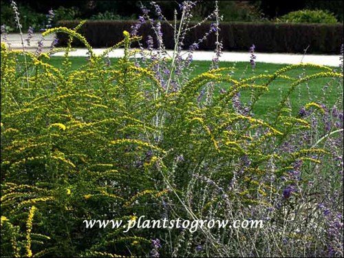 This picture was taken in late September, early October. At the base of the plant is mums that are in tight bud and to the right is Russian Sage (Perovskia atriplicifolia)