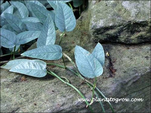 The color of the leaves are very unusual
