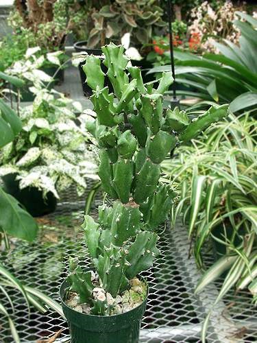 This is a two year old cutting taken from a large mean plant.