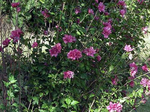 A double variety in my garden.  We have had a few mild winters prior to this summer and the plant produces lots of blossums.  A few times I have given his plant up for dead, but it always regrew.