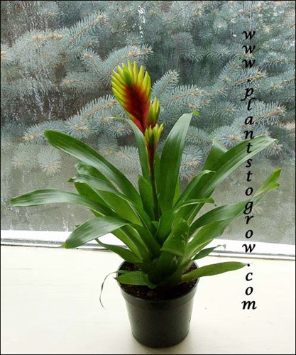 A young plant is a 4.5 inch pot