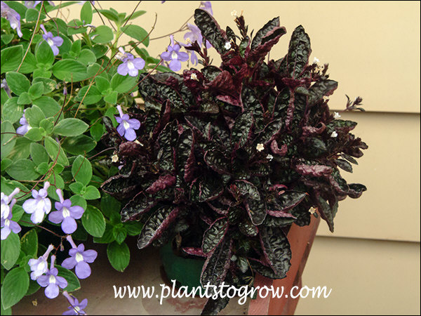 Hemis Colorata Purple Waffle Plant (Hemigraphs colorata) | Plants To Grow Plants ...