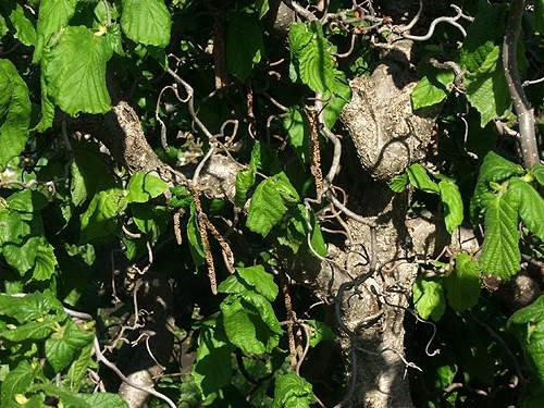 Twisted new and old stems.