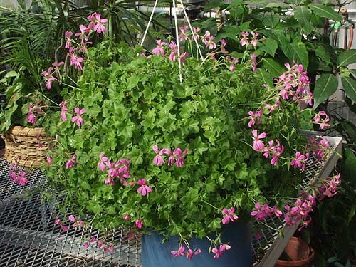 A large hanging basket.
