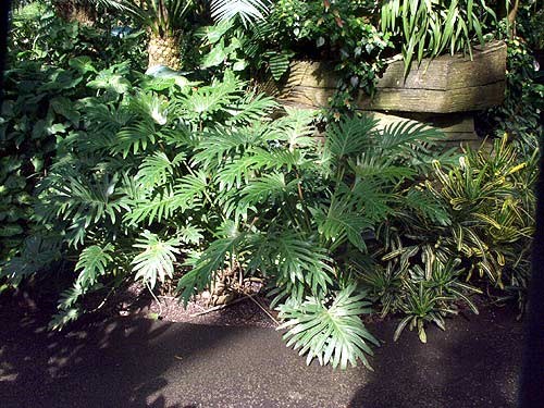 Xanadu Philodendron 
A large plant at the Mitchell Park Domes.