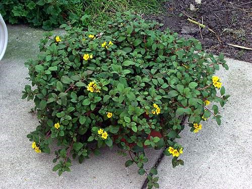 At times this plant will be covered with yellow flowers.