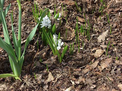 Plants in early mid April.