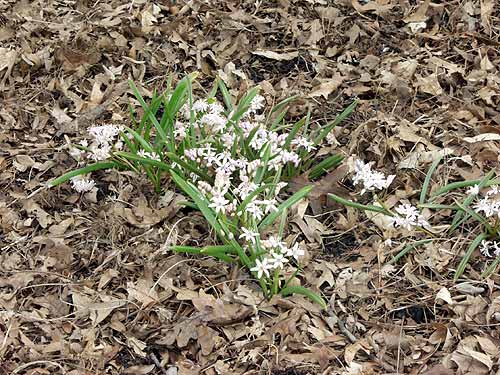 A small group of plants growing through the leaf litter.