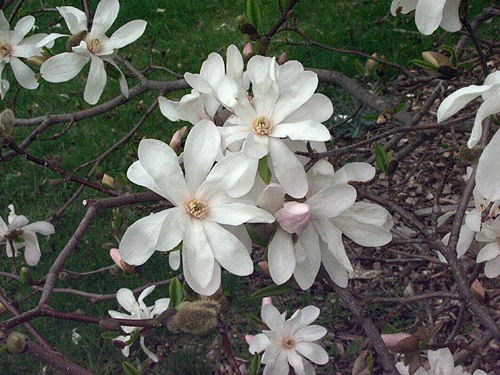 The petals and sepals are indistinguishable and are called tepals.