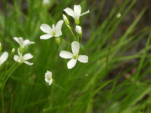 A close-up of the small white flowers on the thin wiry stem.