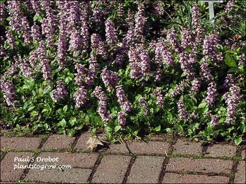 Ajuga Pink Elf