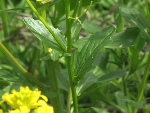 Upper leaves are very different from the lower leaves.  They clasp the stem and are not deeply indented.