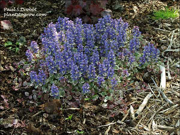 A blooming plant towards the end of May.