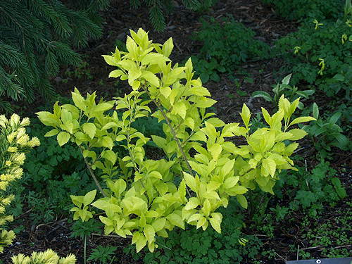 This small plant was glowing in the shade.