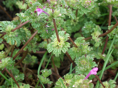 The clasping leaves subtend the flowers.