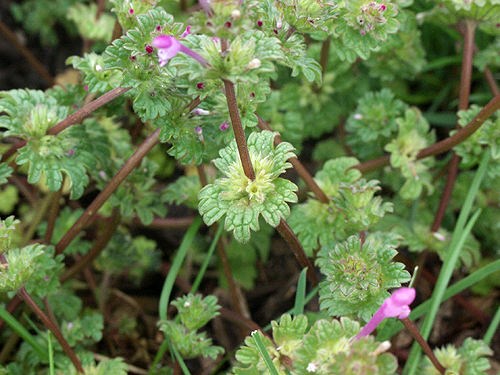 The clasping leaves subtend the flowers.