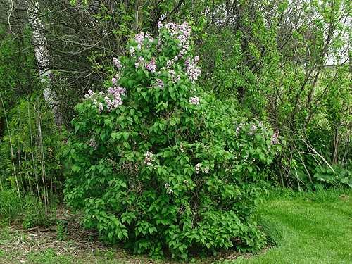 Purple Lilac (Syringa vulgaris)
For some reason the blossums were concentrated on the top of this plant.  I transplanted this Lilac into this spot about 8 years ago.