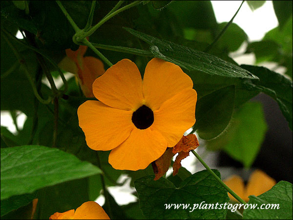 This is the original color of the plant. The cultivar is Suzie Orange with Eye