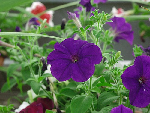 Petunia 