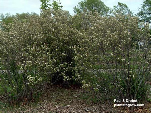 Picture taken May 15th of some 7-8 foot tall plants.