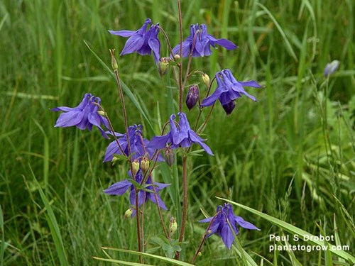 This plant was growing in a natural meadow area. I believe it was a volunteer plant. (May 29)