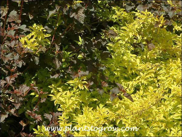 Gold Leaf Forsythia growing with Physocarpus Diablo.