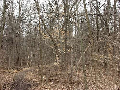 This picture was taken in early April.  The small tree in the center is a Beech. The light brown leaves are still hanging on from last season.