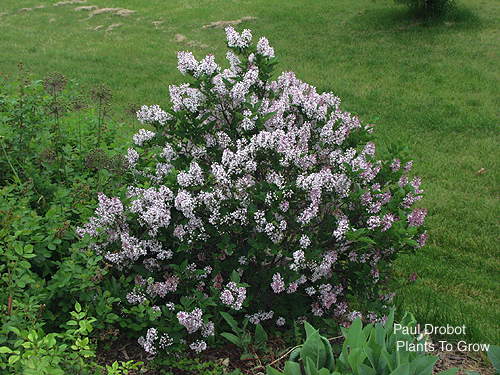This is a small plant nad has been planted in this spot for around 3 years.  The original plant was around 3', but only 1-2 feet wide and sparse.