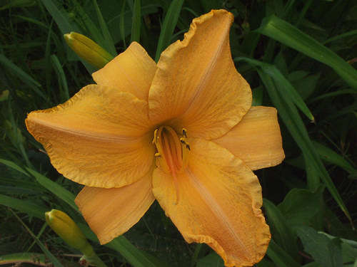 Daylily  "Ruffled Apricot" has 6" apricot-orange flowers. It gets about 32" tall and starts blooming early to mid July.