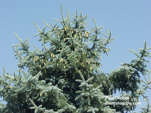 Young cones at the top of the tree