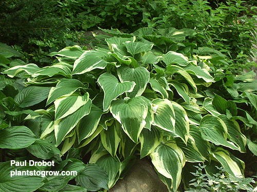 Hosta  