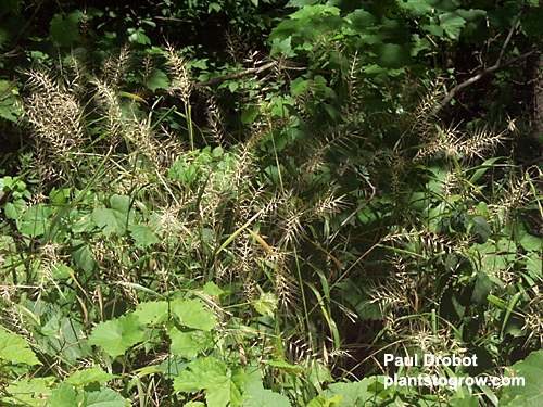 A bunch of Bottle Brush Grass competing for space with some wild grape in a semi-shaded site.