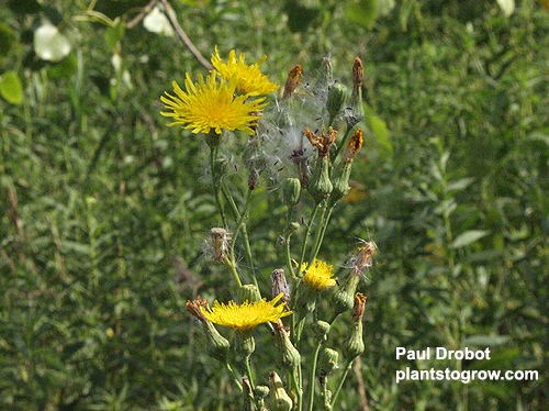 This pictures has flowers in full bloom, flowers in bud and a few that have released their floating, fluffy seeds.