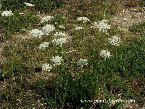 A small plant in a disturbed area.