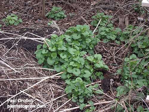 Within the last 3 years this garden has become full of garlic Mustard.  We spend lots of time trying to eradicate this pest.