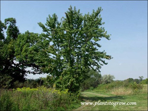 Silver Maple (Acer saccharinum)