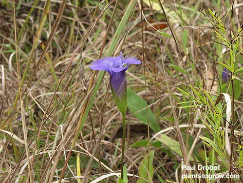 The fringed petals of the Fringed Gentian.