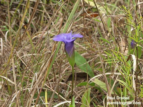 The fringed petals of the Fringed Gentian.